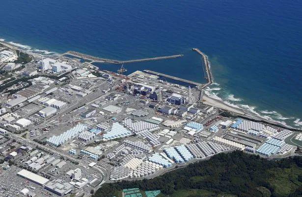 日本核污水入海变异生物_日本排放核污水变异水母_日本排放核废水鱼变异